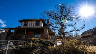 A giant English oak towering over Milwaukee Street in Cherry Creek is about to be cut down. Feb. 23, 2021.