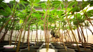 Marijuana grows in The Clinic's warehouse in Denver's Overland neighborhood. March 19, 2021.