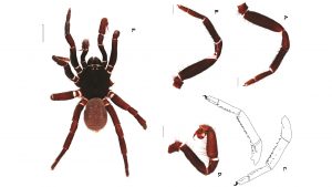 Ummidia paulacushingae, the trapdoor spider named for Denver Museum of Nature and Science invertebrate curator Paula Cushing.