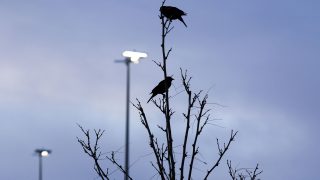 Redwing blackbirds perch at Globeville Landing Park at dawn. April 23, 2021.