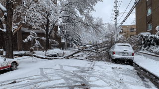 Heavy, wet snow felled a tree branch around 13th Ave. & Franklin St. in Denver, April 16, 2021.