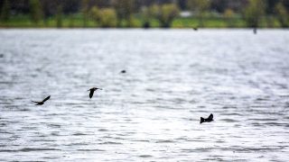 Birds flutter over Sloan's Lake on a dreary day in Denver. May 11, 2021.