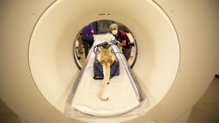 Denver Zoo vet staff prepare to run a CT scan on Koko the prehensile-tailed porcupine. June 12, 2021.