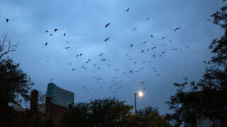 Black birds fly over uptown. Sept. 1, 2021.