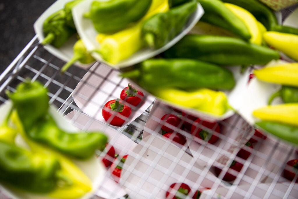 Hot chiles, grown off Morrison Road, on deck for a chile eating contest at the Westwood Chile Fest. Sept. 11, 2021.