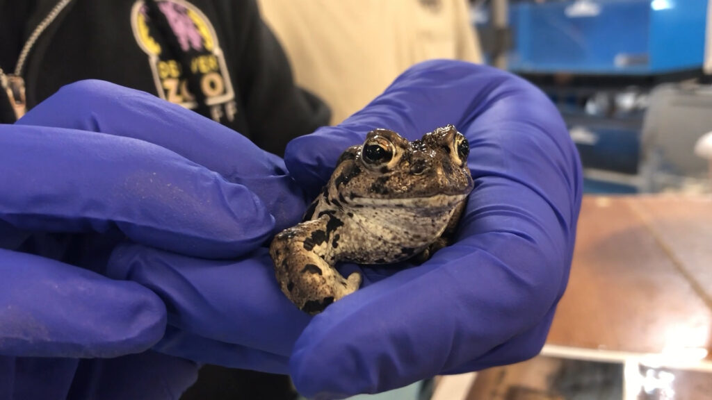 An endangered boreal toad. (Courtesy of Denver Zoo)