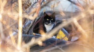 A feral cat that lives in a Commerce City neighborhood. Dec. 17, 2021.