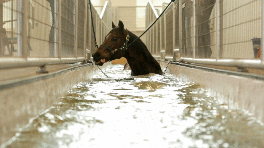 Harley the horse walks on an aquatic treadmill for physical therapy inside Colorado State University's new Spur Campus at the National Western Center in Elyria Swansea. Jan. 11, 2022.