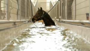 Harley the horse walks on an aquatic treadmill for physical therapy inside Colorado State University's new Spur Campus at the National Western Center in Elyria Swansea. Jan. 11, 2022.