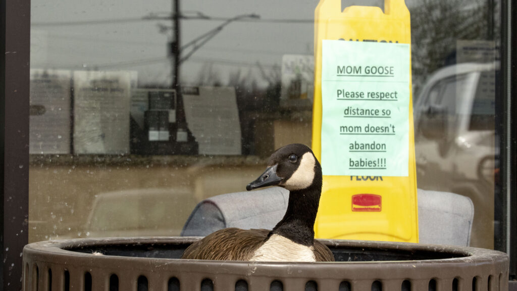 "Mama Goose" sits on her eggs in front of the Tiffany Plaza Massage Envy in Denver's Hampden South neighborhood. April 16, 2022.