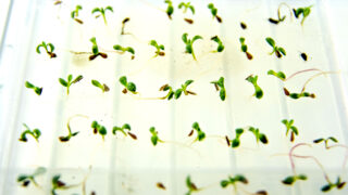 Sprouting seeds from Denver Botanic Gardens' seed bank that researcher Alex Seglias is using to test how Colorado's alpine plants will fare in a changing climate. May 25, 2022.