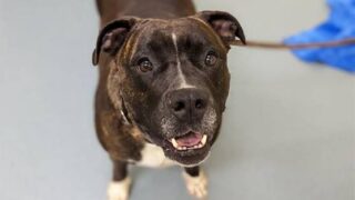 Lil Mama, a Pit Bull Terrier mix, is up for adoption.