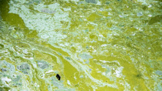 An algal bloom in City Park's Duck Lake. July 1, 2022.