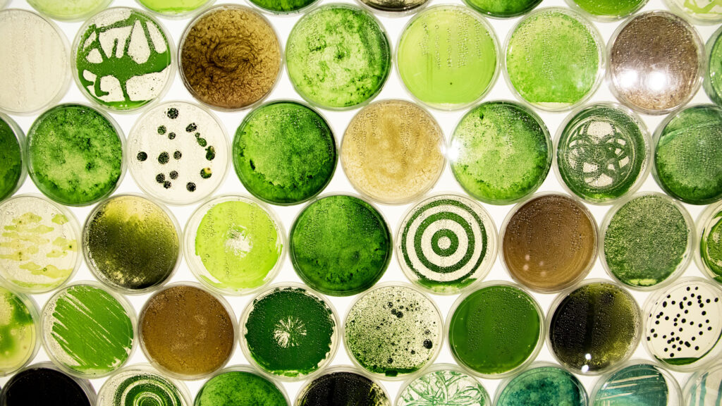 Artfully plated cyanobacteria grows in dishes in "REFRESH," part of the Denver Museum of Nature and Science's Expedition Health exhibit hall. July 14, 2022.