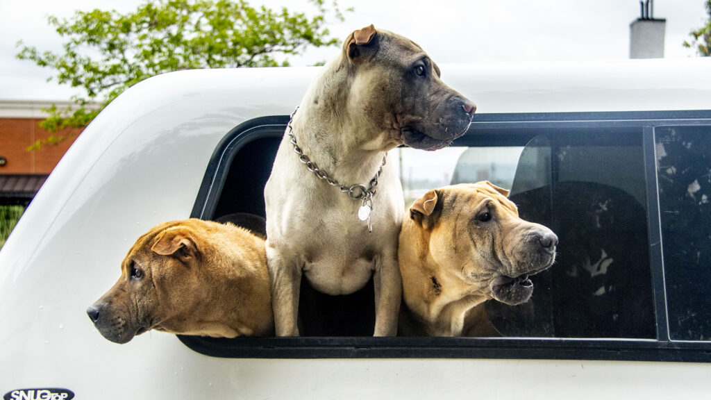 Three good guards keep watch of their truck on South Broadway. Aug. 16, 2022.