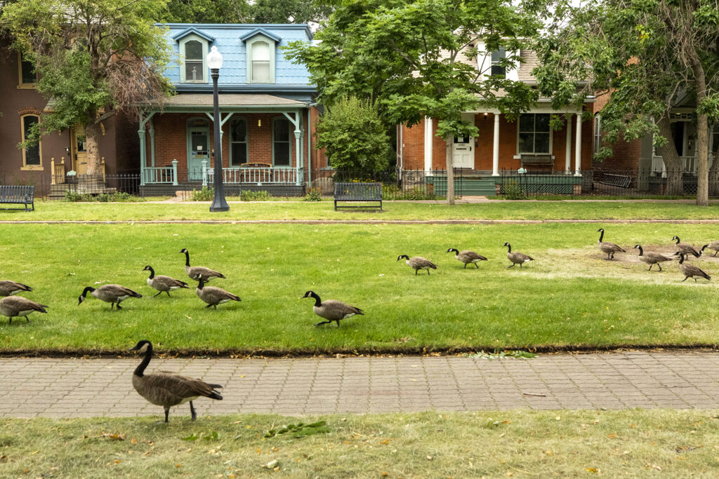 The 9th Street Historic District on Denver's Auraria Campus, which was a residential area before the city transformed the neighborhood into an education hub. Sept. 9, 2022.