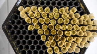 Partly packed pre-rolled joints inside MT Growers' cannabis facility in Northeast Park Hill. Sept. 14, 2022.