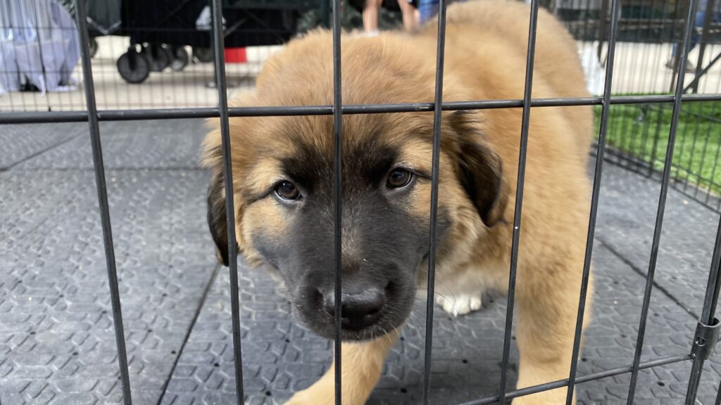 A puppy plays in what is typically a downtown parking parking spot. Sept. 16, 2022.
