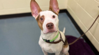 Apollo, an Australian Cattle Dog and American Pit Bull Terrier mix, is up for adoption.