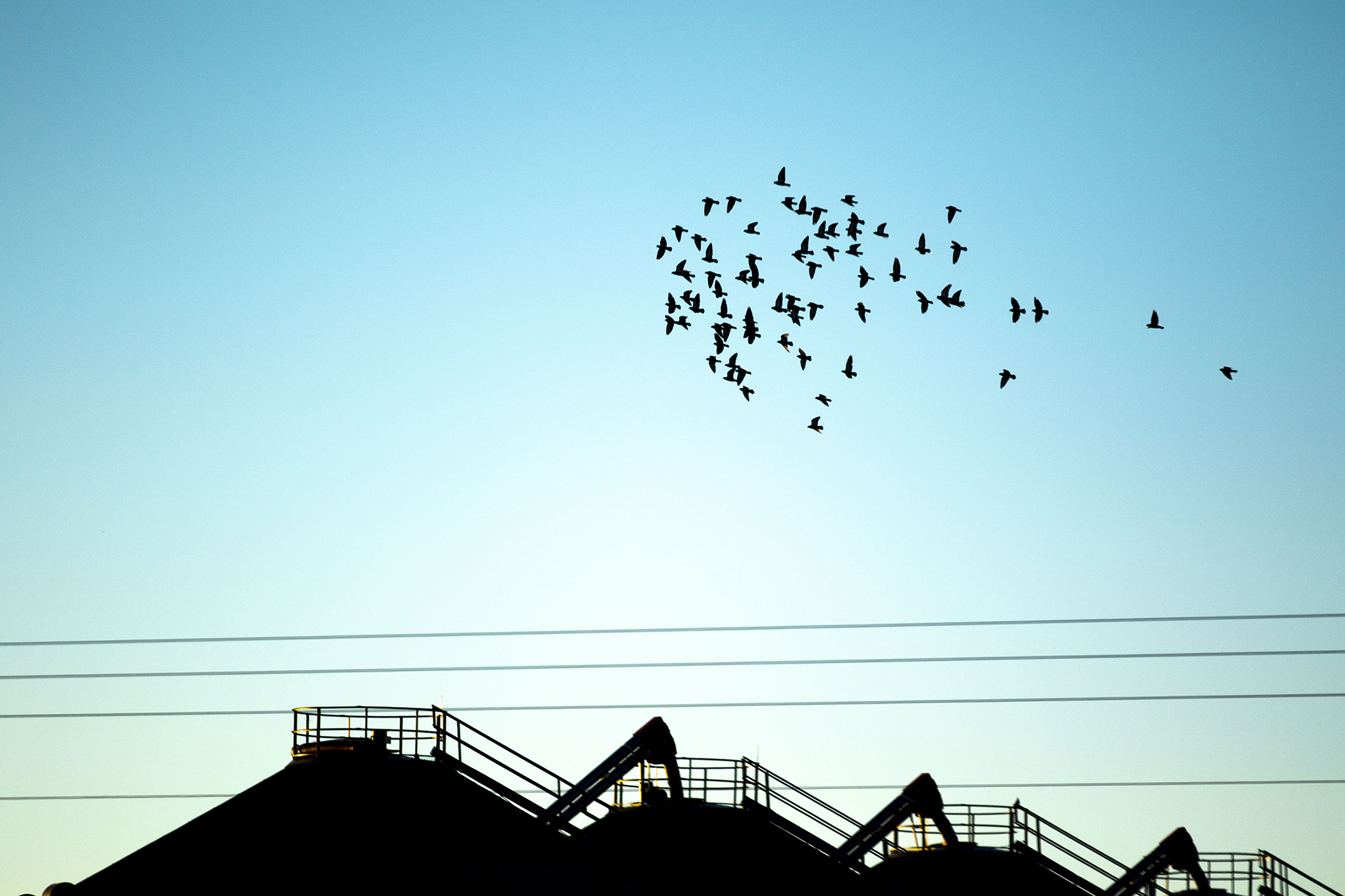 Zen and the art of pigeon racing win or lose, the sport is an escape
