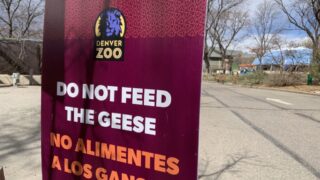 A sign asks visitors not to feed the geese at the Denver Zoo on April 13, 2022. Waterfowl, like geese, are one of the primary spreaders of the avian flu.