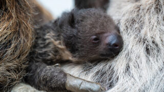 A new baby sloth has arrived at the Denver Zoo. (Courtesy of the Denver Zoo)