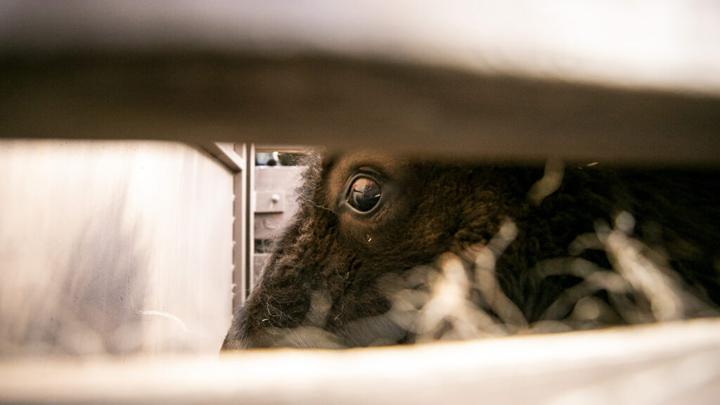 A Bison bound for the Northern Arapaho Nation in Wyoming gets loaded into a trailer at Denver's Genessee Mountain Park. March 15, 2023.