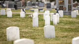 Magpies sit on headstones in Fairmount Cemetery. April 13, 2023.