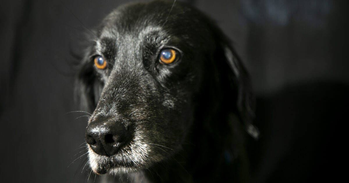 Meet the aging sweethearts of Pepper's Senior Dog Sanctuary Denverite, the Denver site!