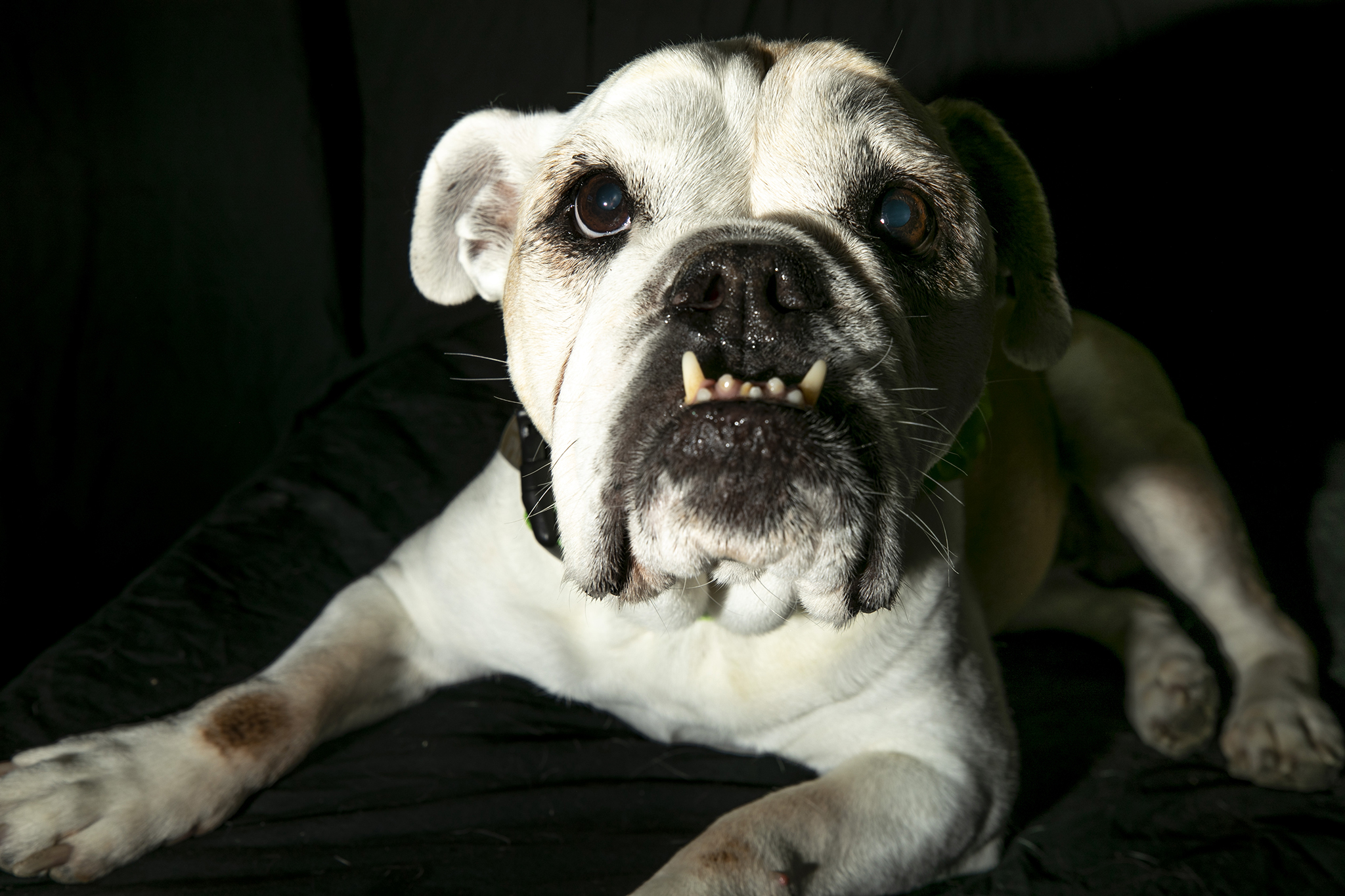 Meet the aging sweethearts of Pepper's Senior Dog Sanctuary Denverite, the Denver site!