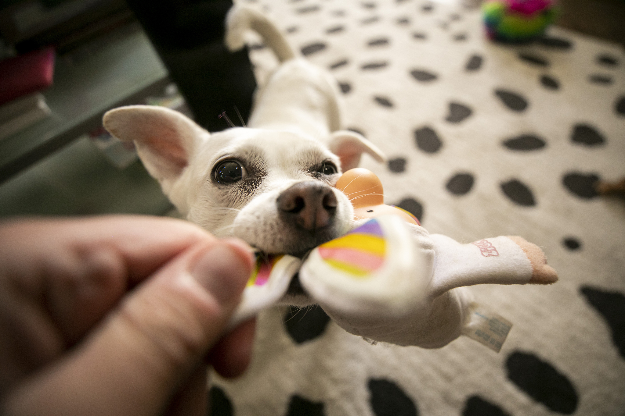 Denver to pay $30,000 of pet deposits for residents