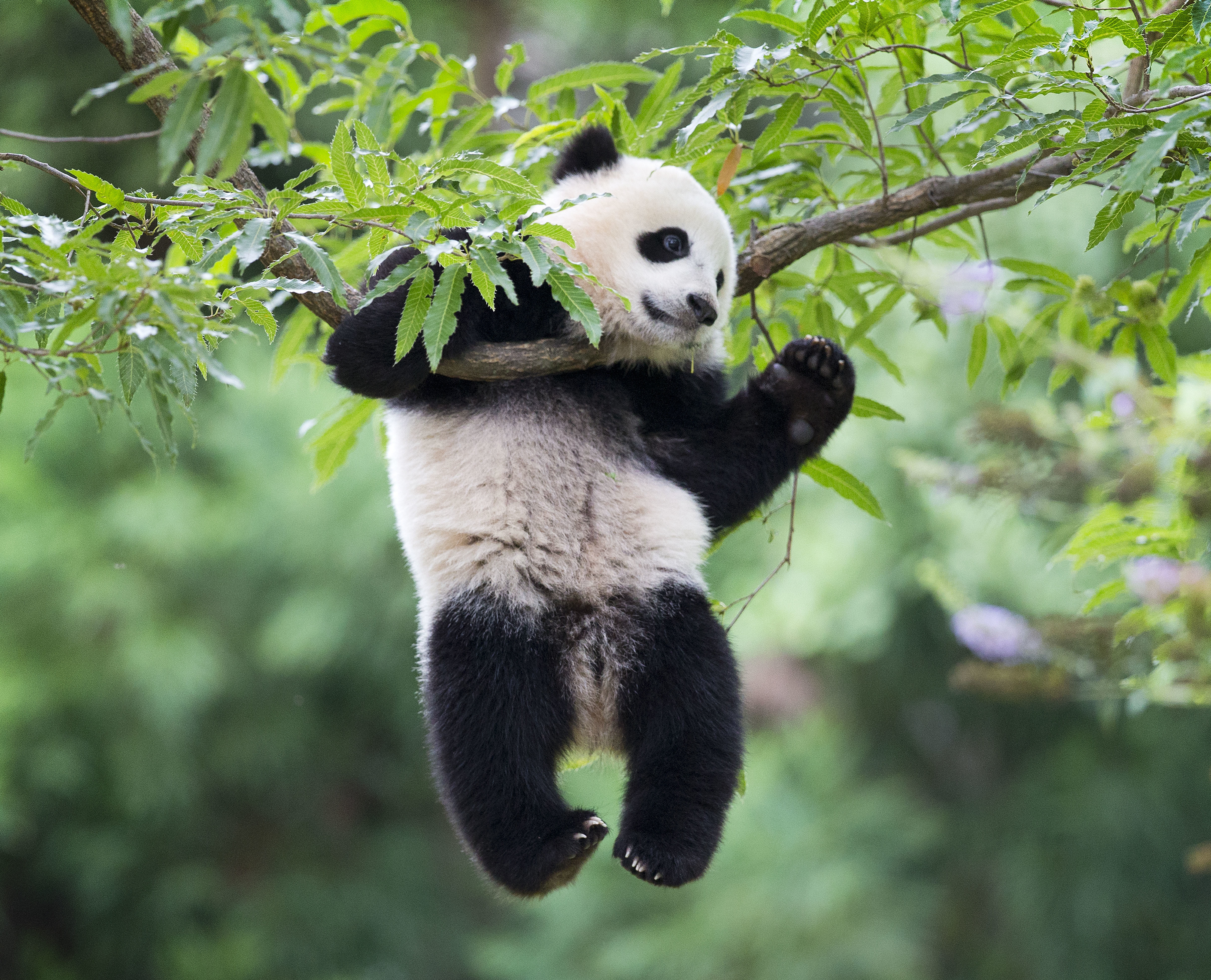 China says it could send pandas back to the U.S. -- but don't