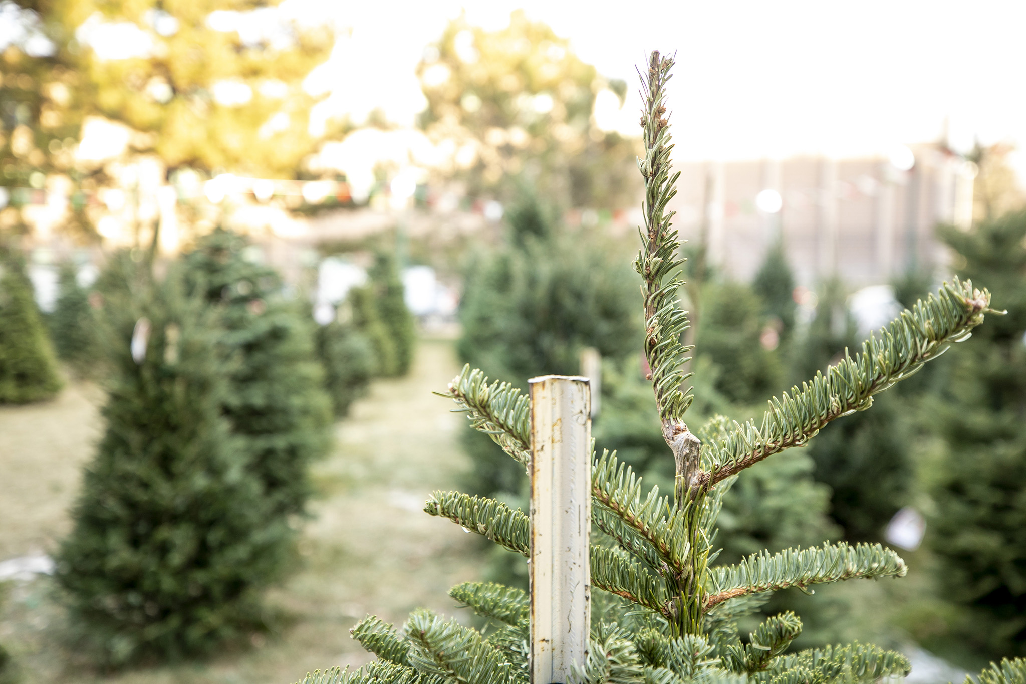 How to turn your dying Denver Christmas tree into mulch and recycle broken lights