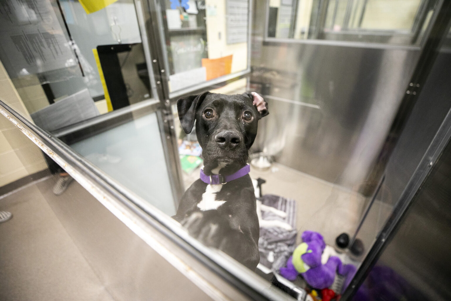 You can keep a Denver shelter animal company by reading to it for a
