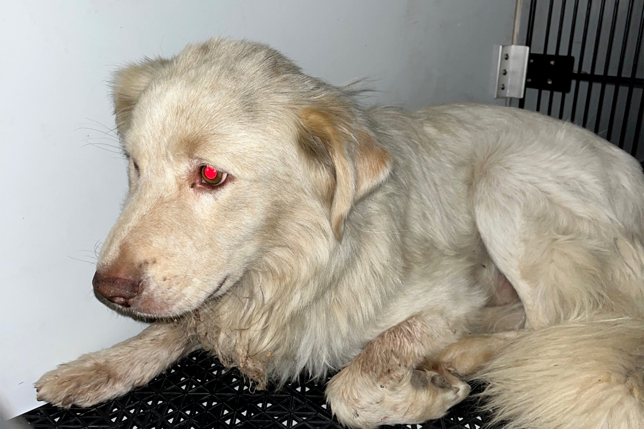 A local dog was rescued after he was shot and on the run for five months