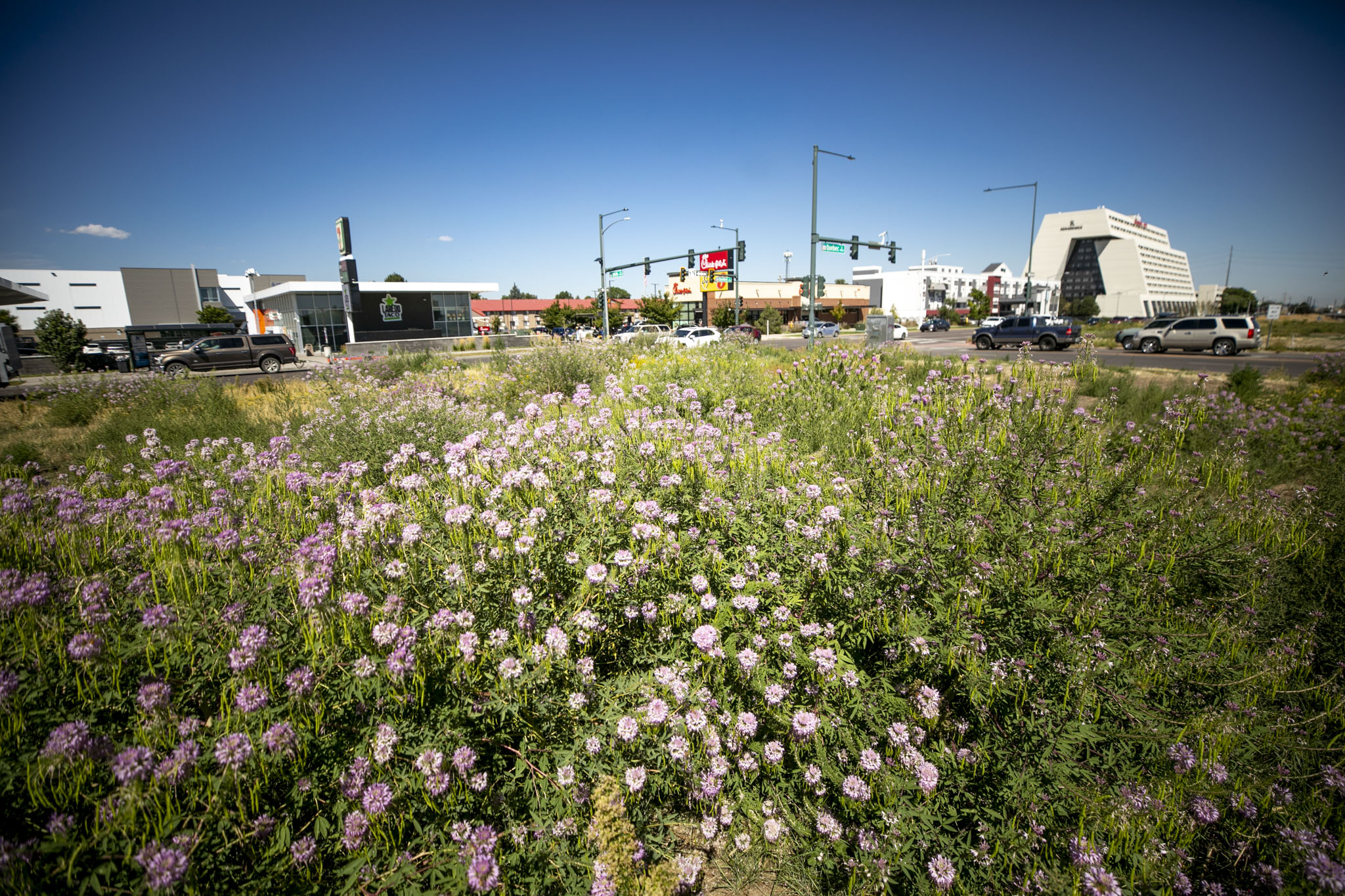 Weeds, trash and bees: What’s happened to the median at Quebec Street?