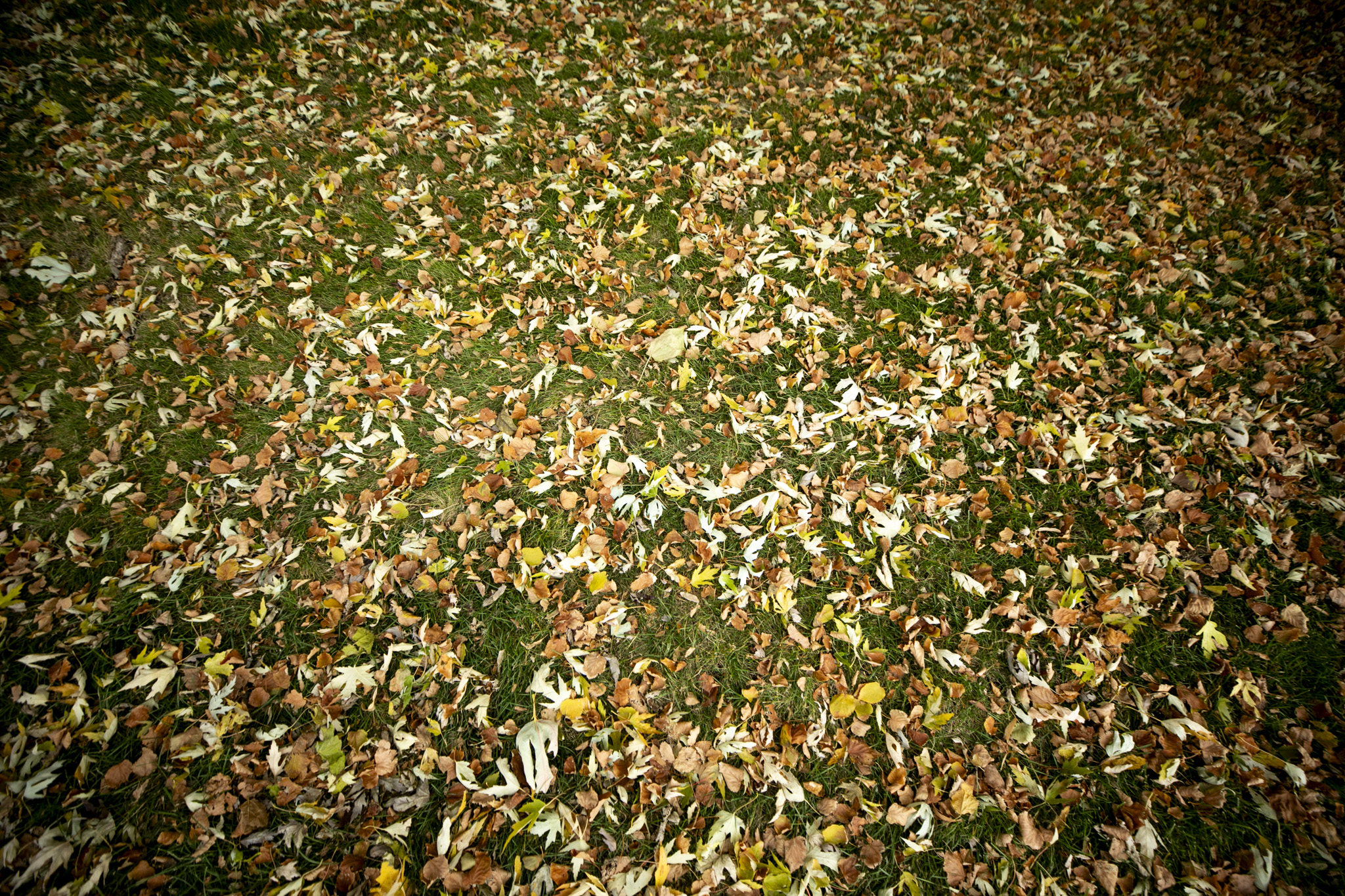 What should I do with my leaves in Denver?