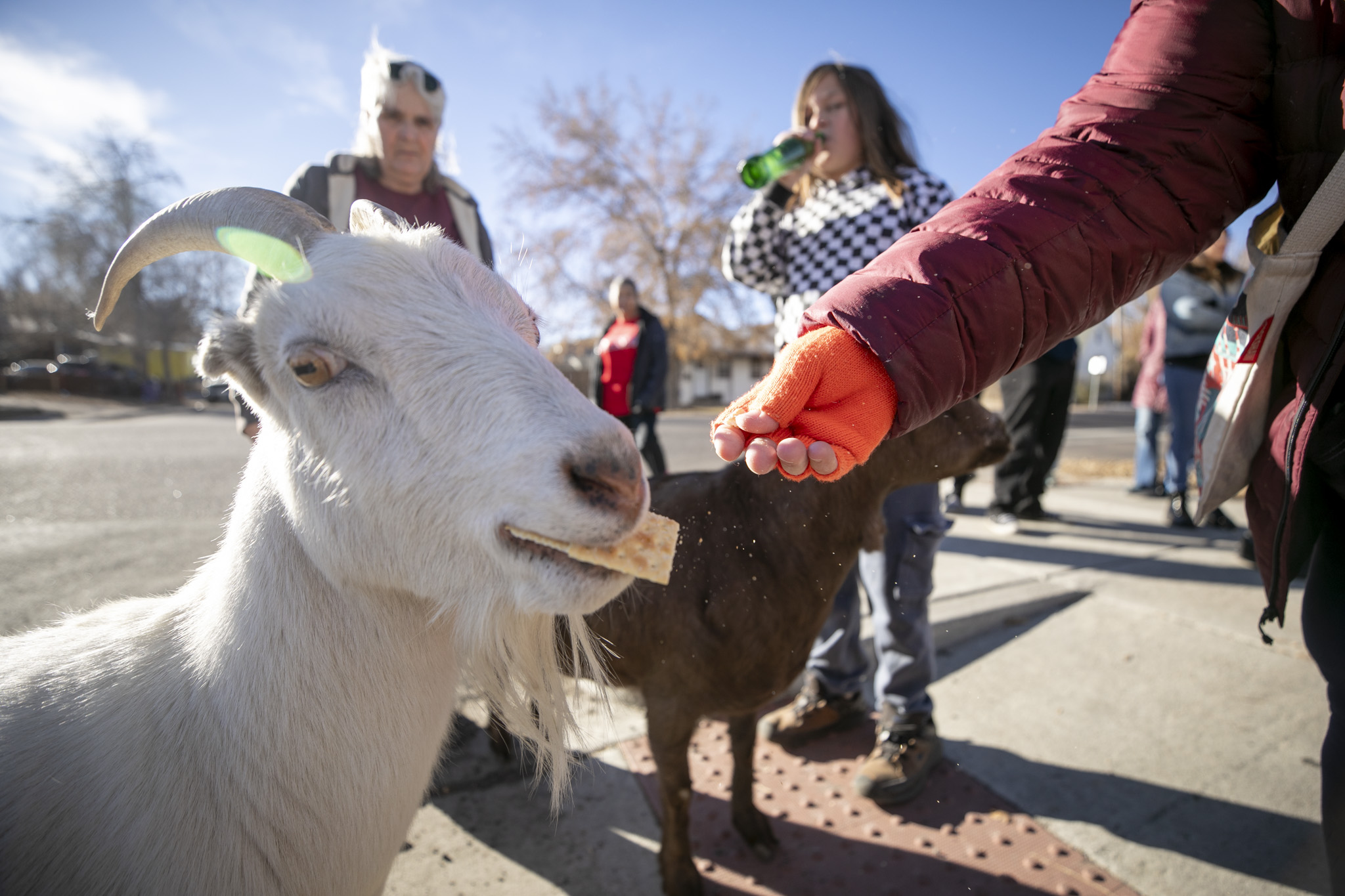 Goats paraded through Barnum — to celebrate someone every neighborhood ...