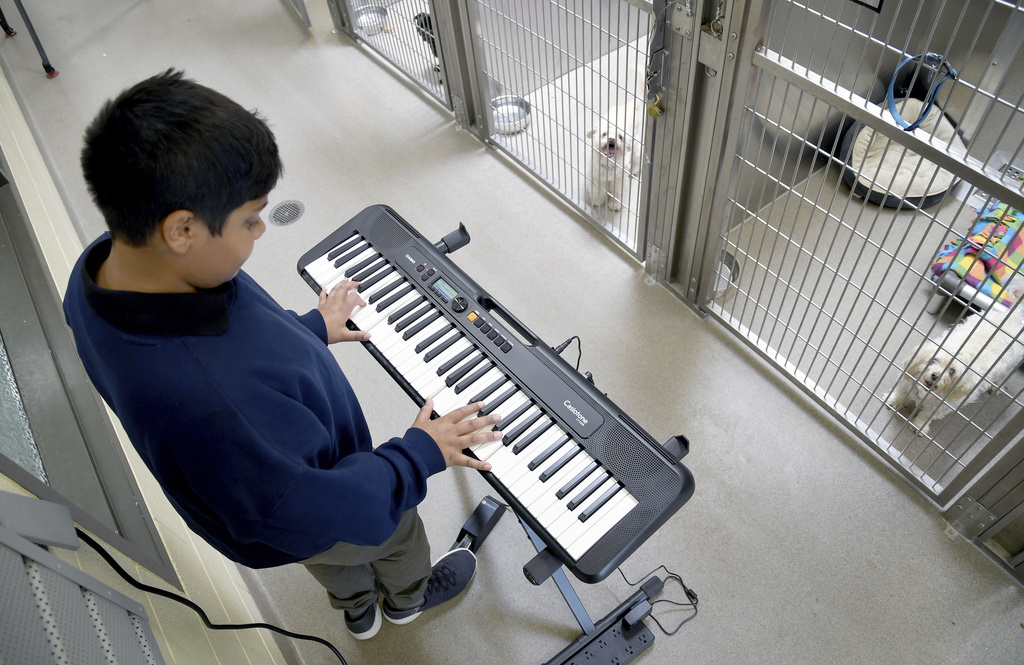 On the left side of the photo, a tween boy with short black hair looks down as he plays a keyboard. He wears a big blue crewneck sweater, grey pants and blue sneakers. On the right side, two small white dogs watch and listen from their cages in a row.