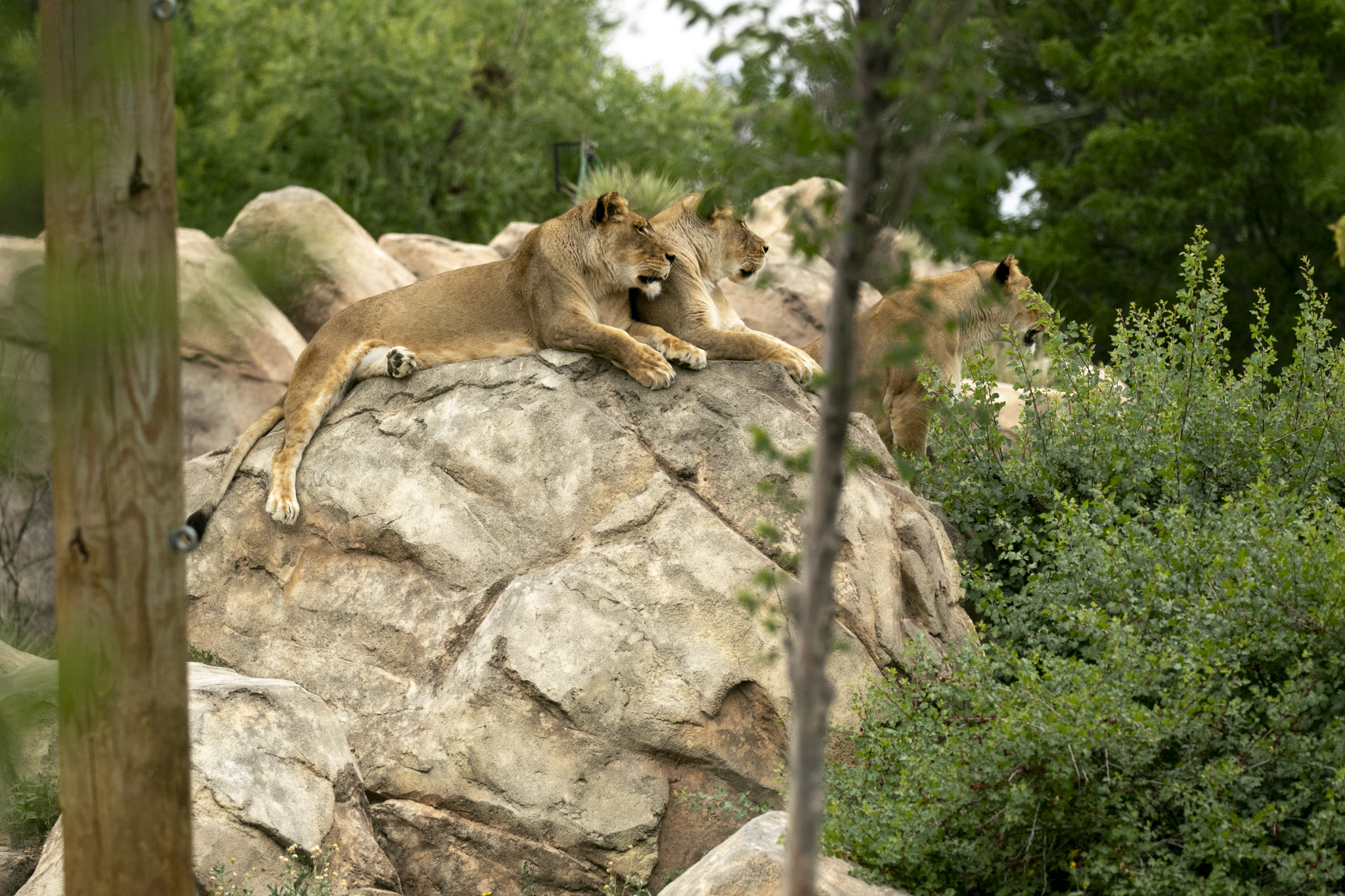 The Denver Zoo has 4 new lion cubs, but you won't see them for a while, image size:2048x1365