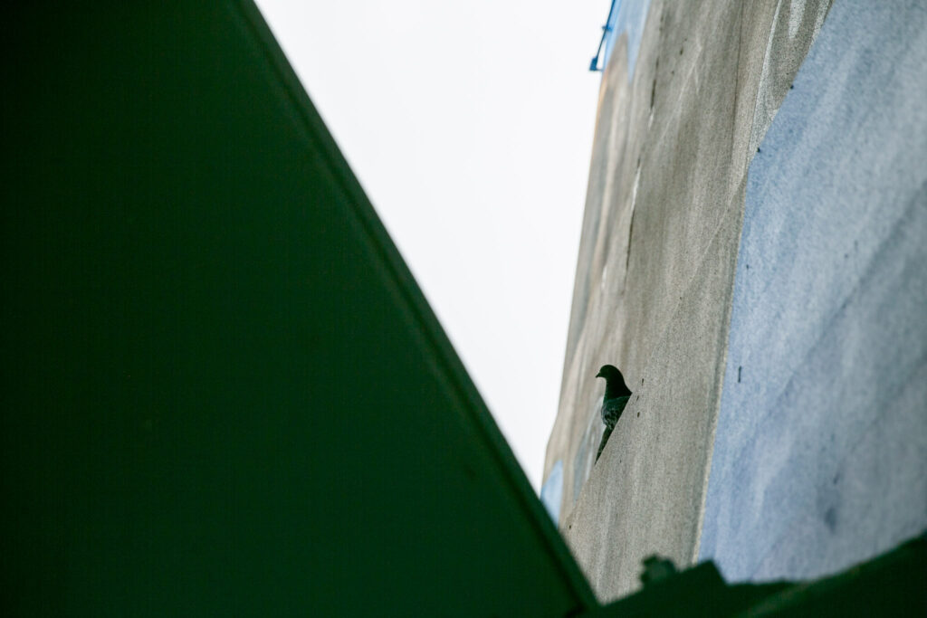 A pigeon perches on the wall in the shadow of the viaduct, above the mural.