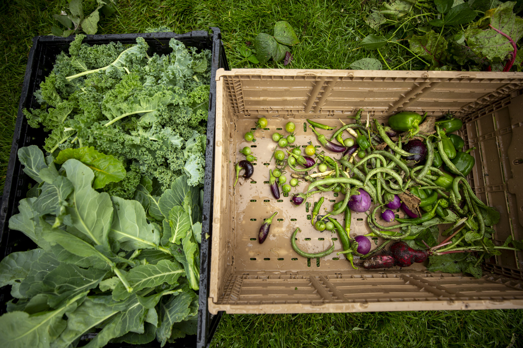 250923-GROW-LOCAL-COLORADO-
