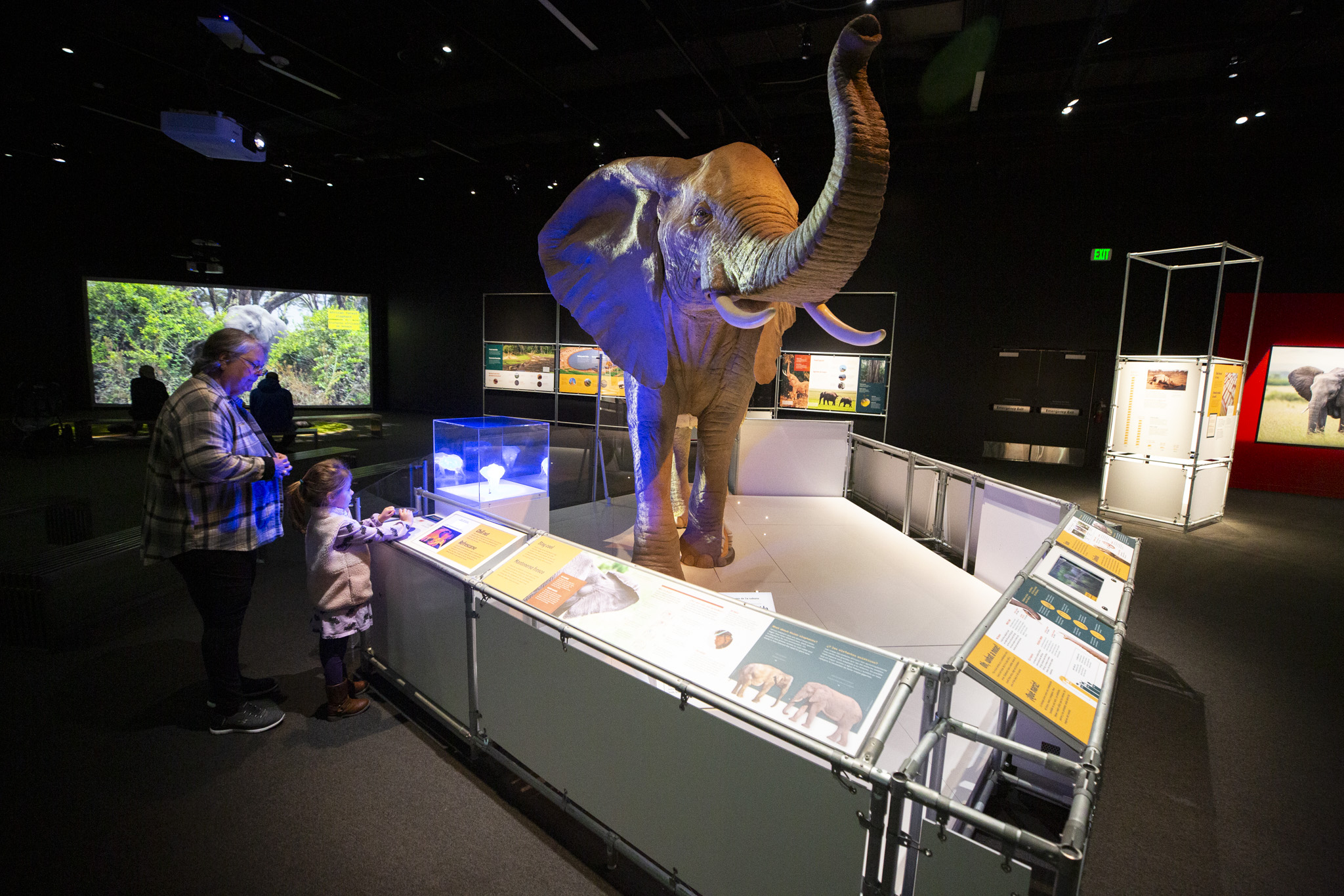 We thought we knew a lot about elephants. The newest exhibit at the Denver...