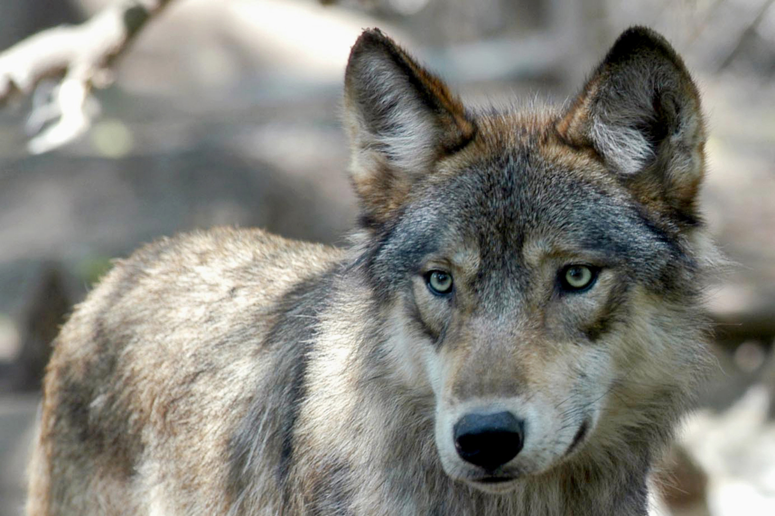 Why doesn’t the Denver Zoo have wolves? 