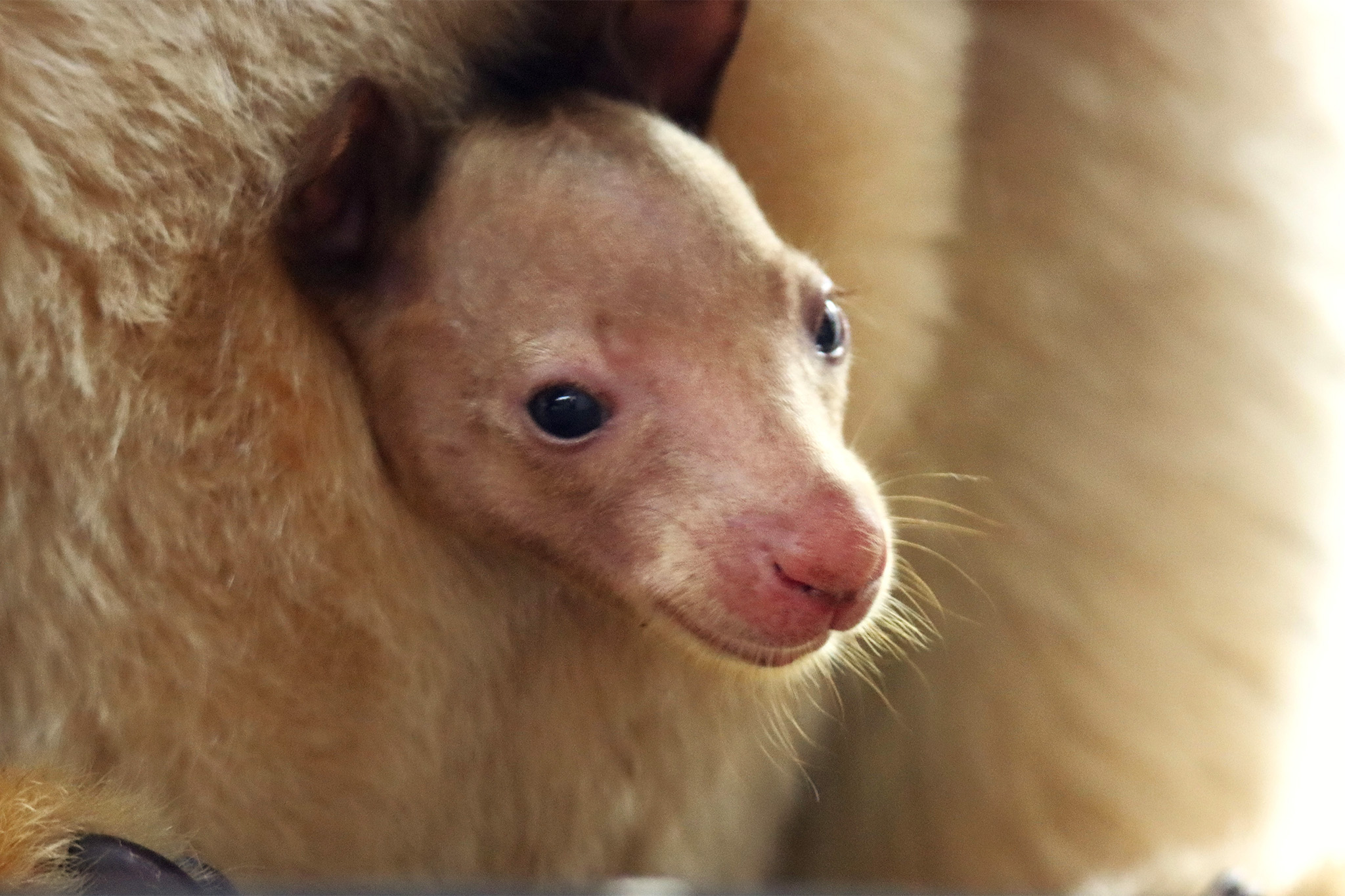 Denver has a baby tree kangaroo, and you won’t believe how they got made