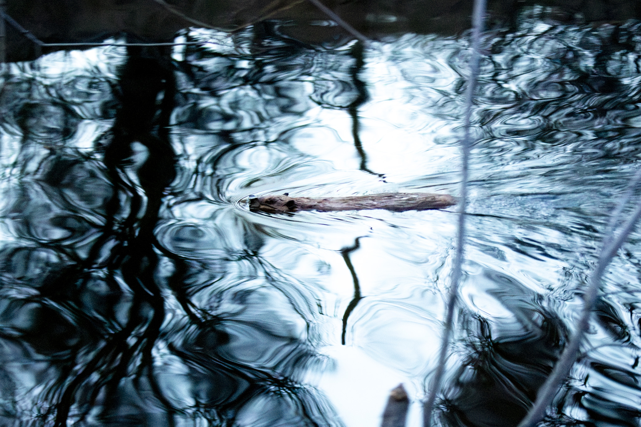 Beavers are everywhere in Denver. But coexisting with them may prove to be a struggle