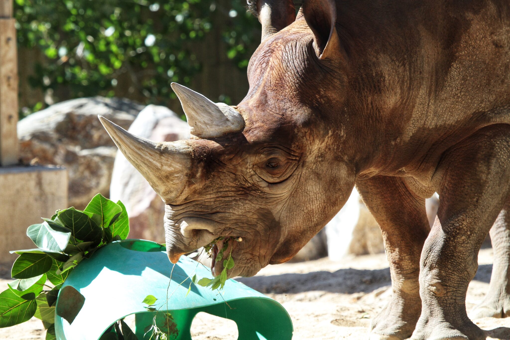 Rudy, the black rhinoceros who died at the Denver Zoo, remembered as ‘once-in-a-lifetime animal’