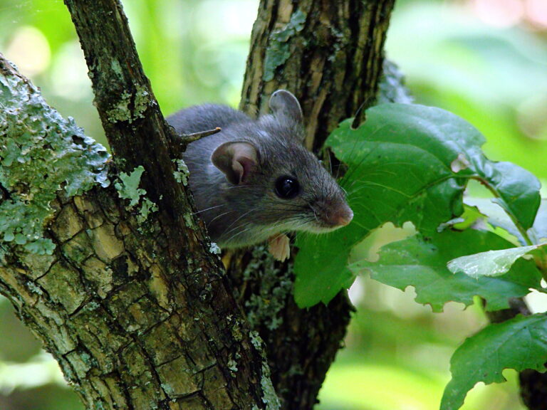 Hantavirus in Colorado: It's rare, but I'm a fool