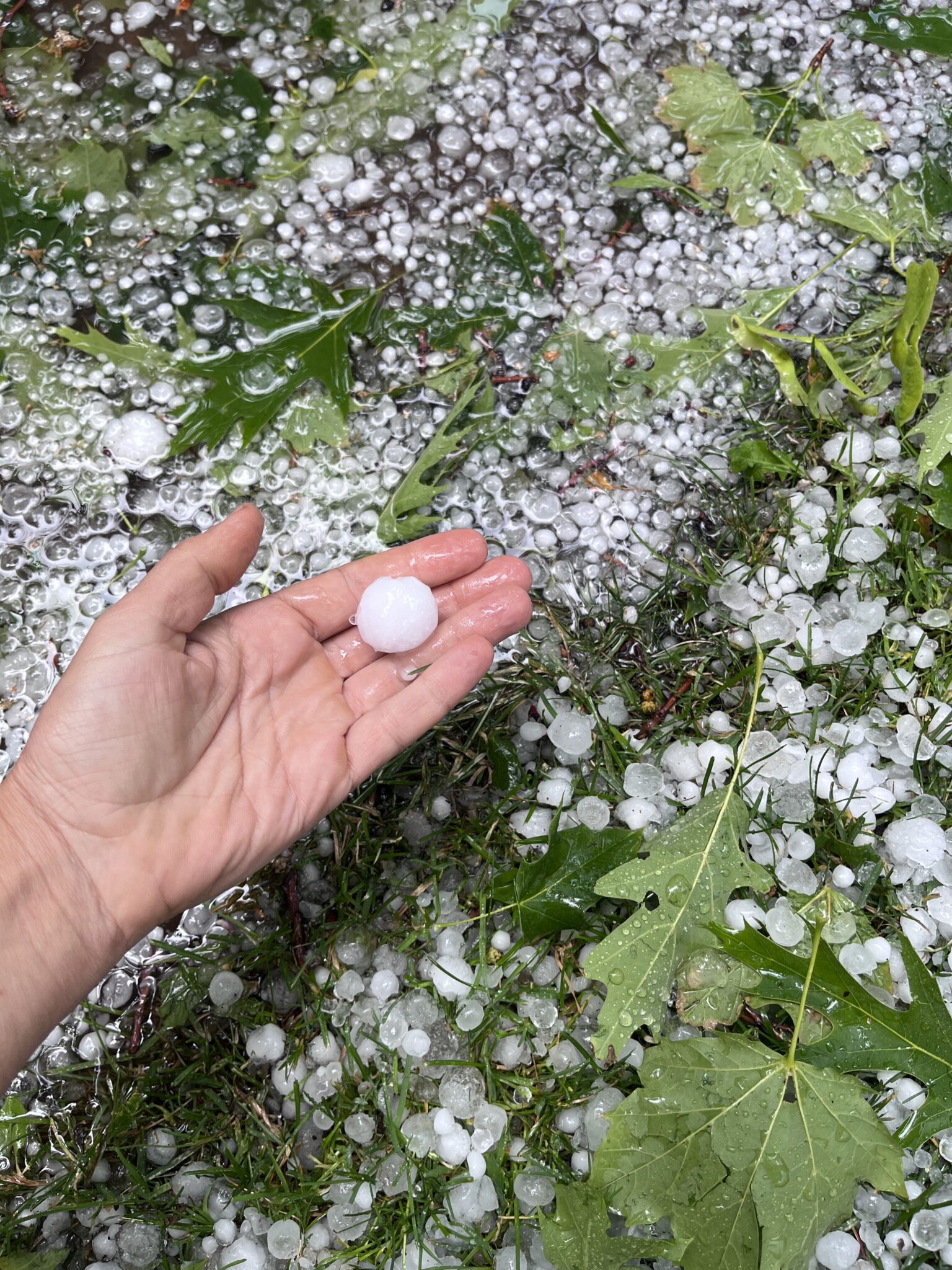 A white person's hand holds a piece of hail a little smaller than a golf ball. The ground beneath is covered in dozens of more hail stones and leaves.