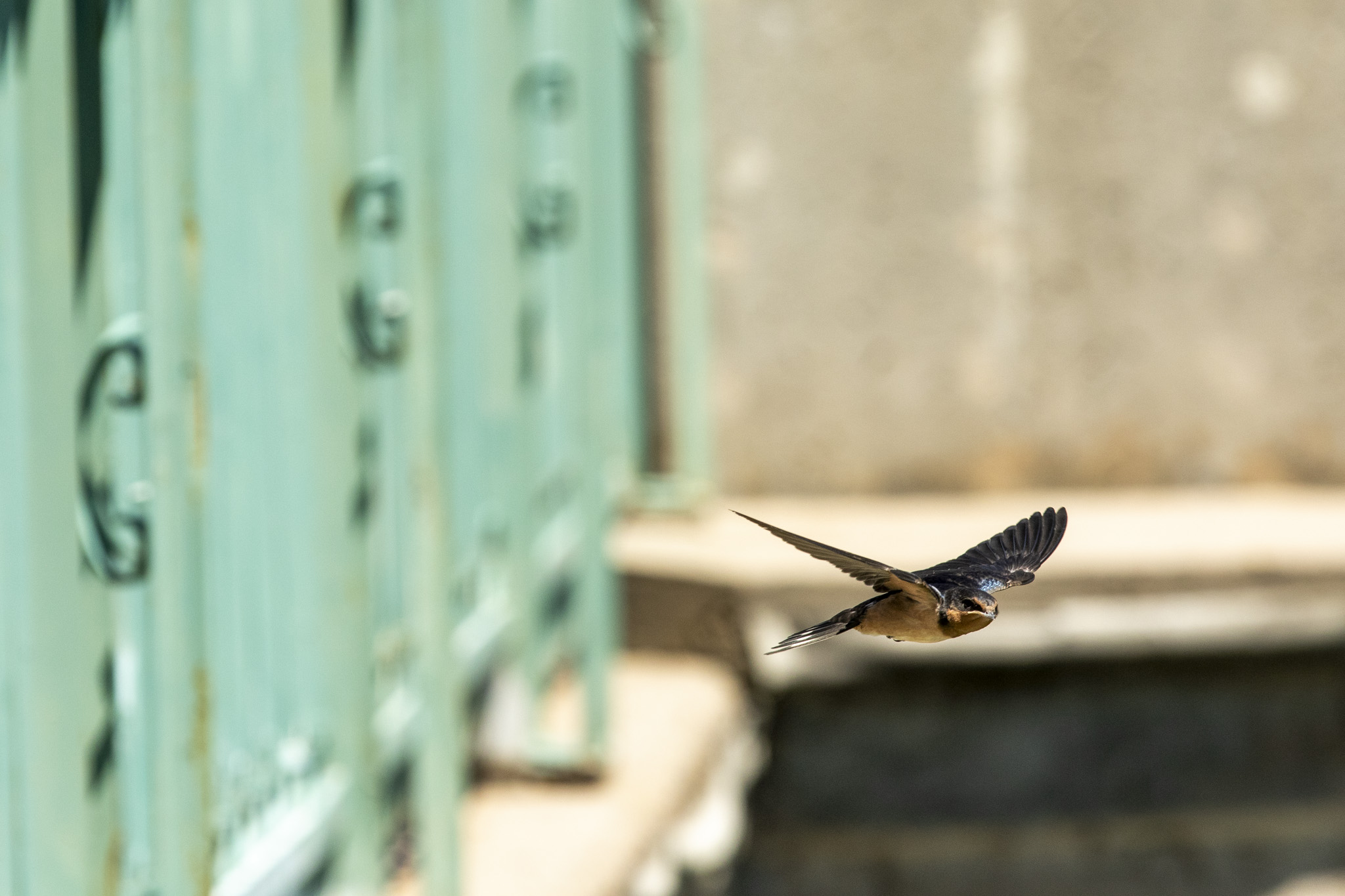 Squatting swallows delay City Park bandstand demolition